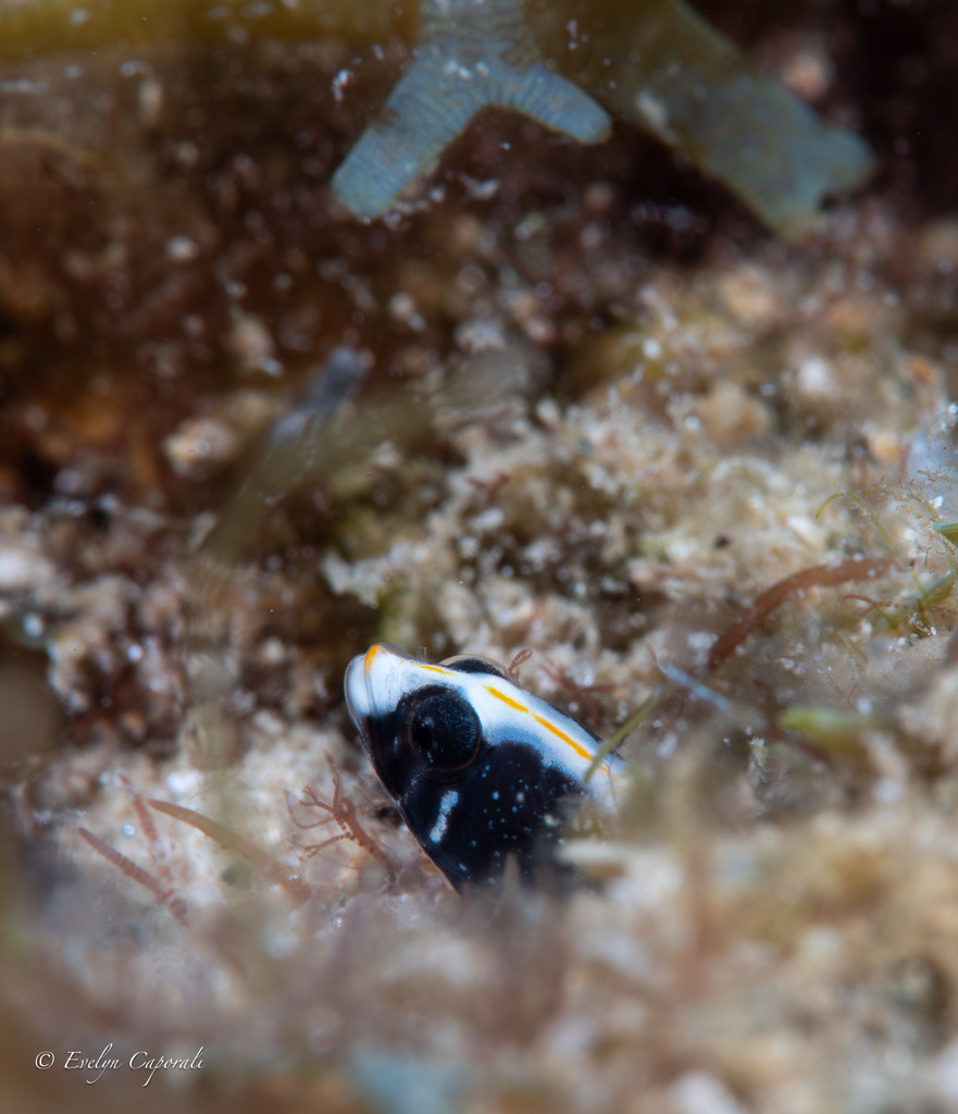 Stathmonotus