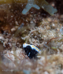 Blackbelly Blenny photo 2