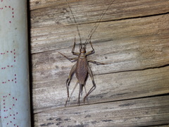 Homoeogryllus