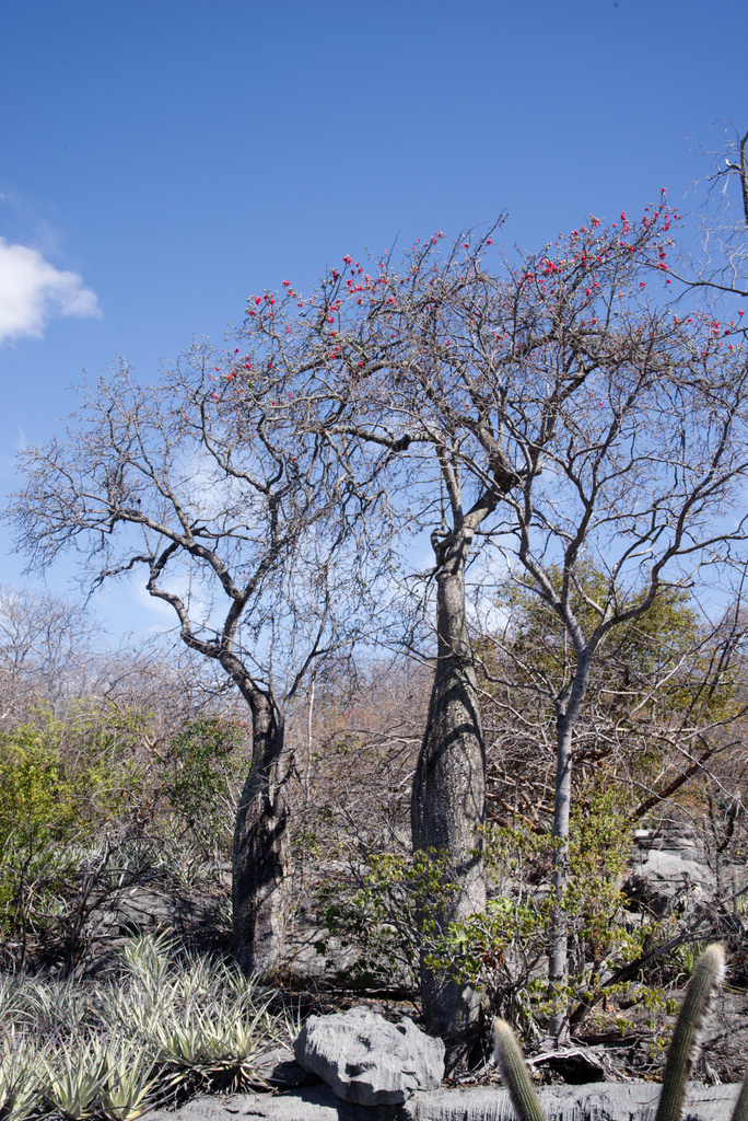 Árbol botella