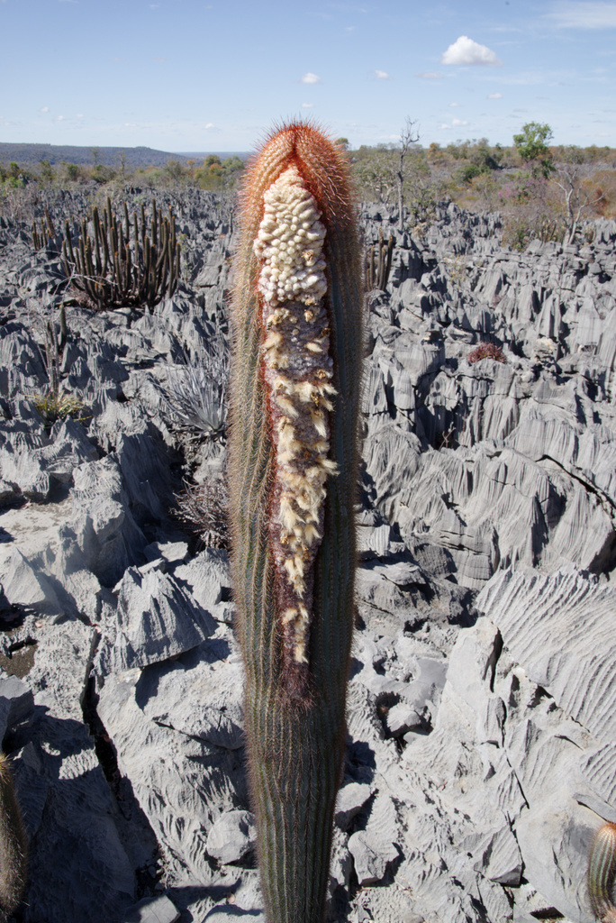 Coleocephalocereus dolichospermaticus