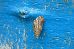 Limicolaria