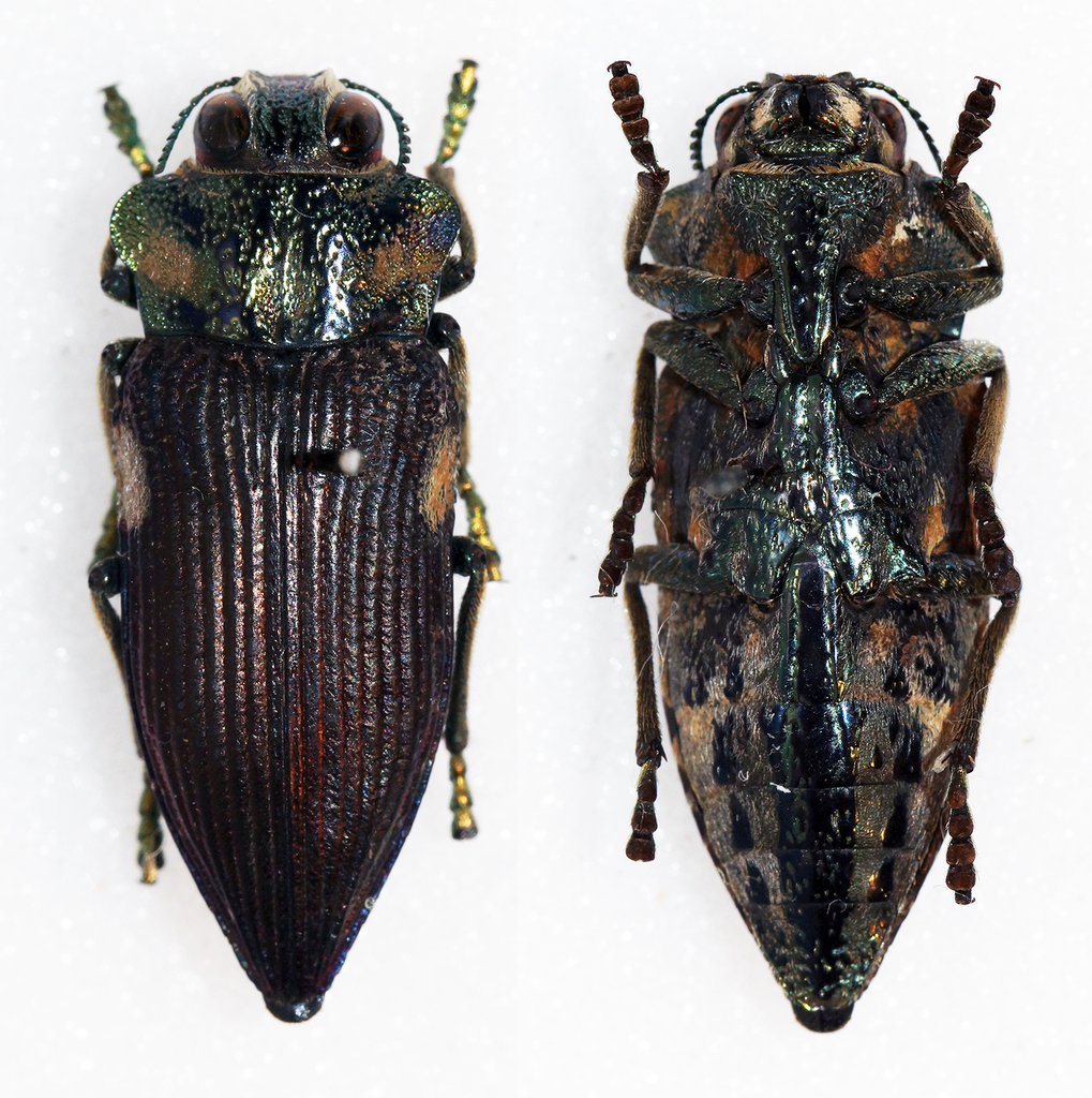 Polybothris grandidieri