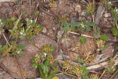 Trifolium scabrum