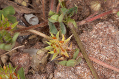 Trifolium scabrum