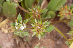 Trifolium scabrum