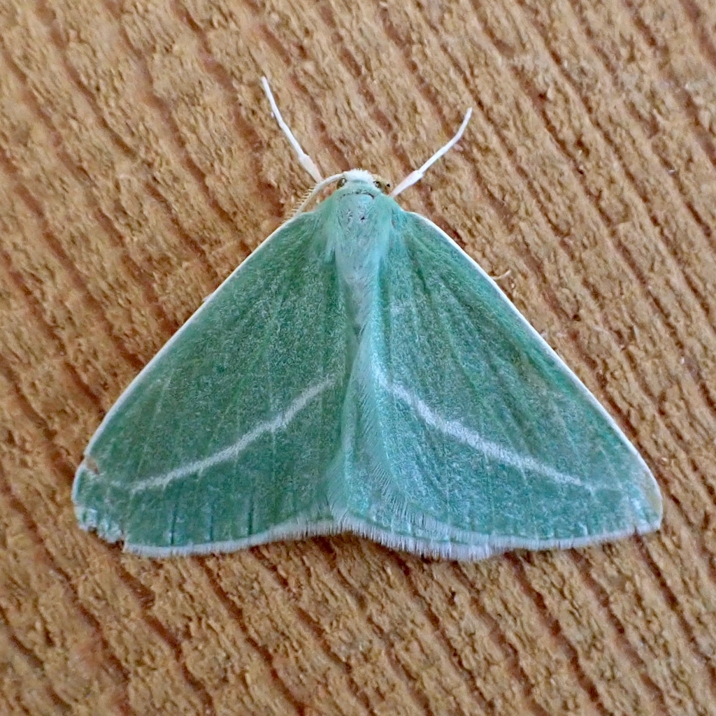 Chlorosea margaretaria