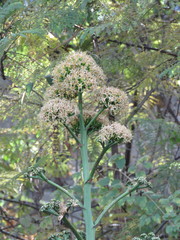 Agave desmettiana