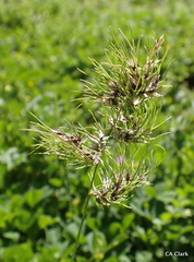 Poa bulbosa vivipara