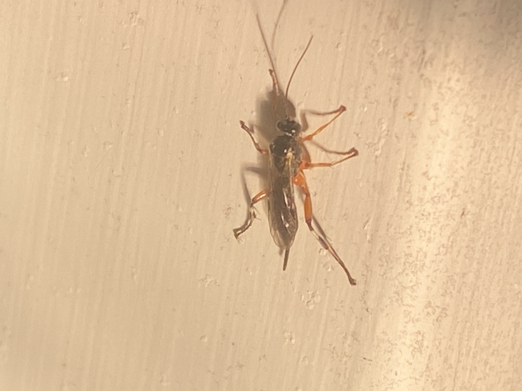 Pimpla aquilonia