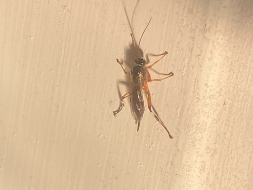 Pimpla aquilonia