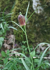 Fritillaria messanensis