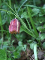 Fritillaria messanensis