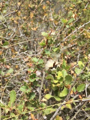 Berberis actinacantha