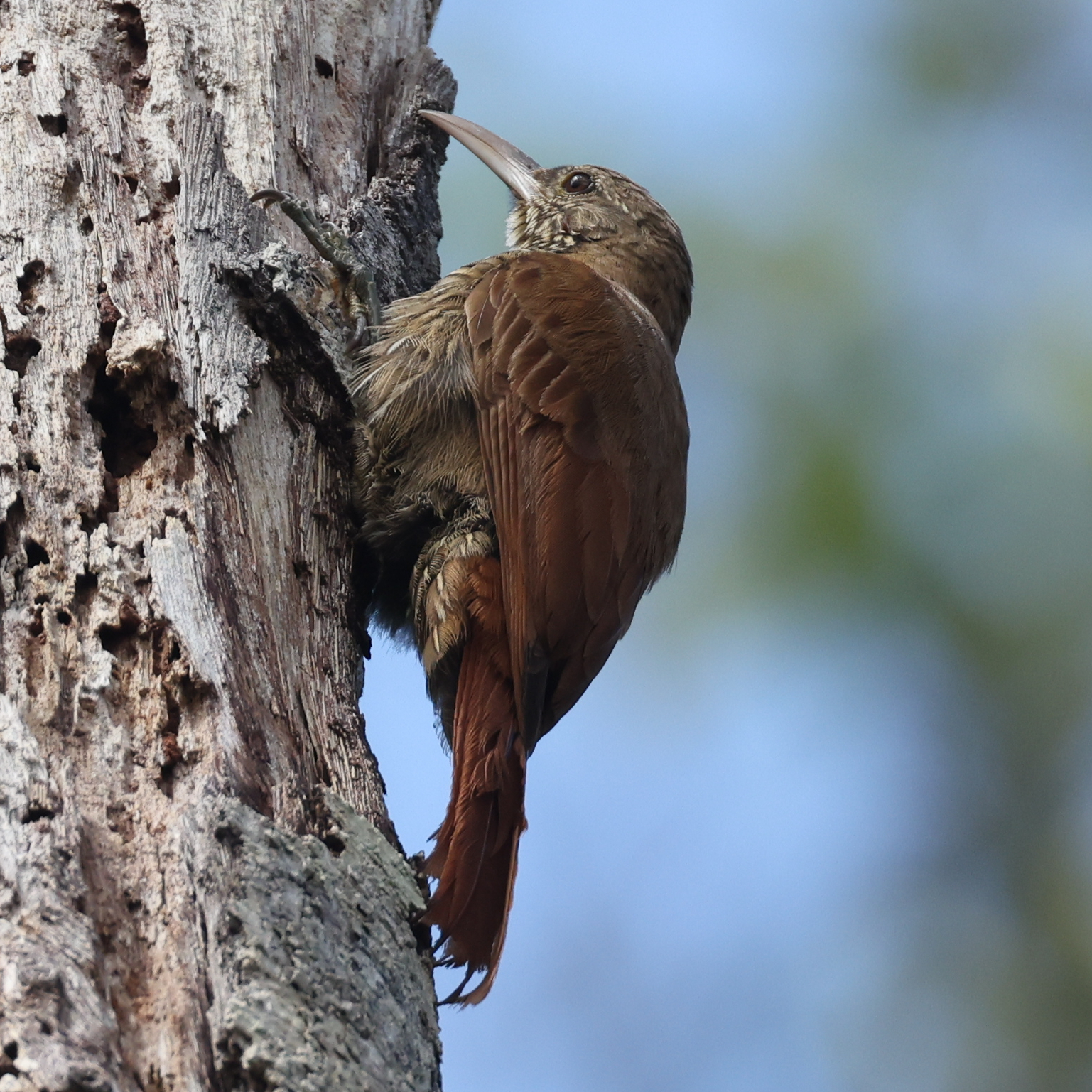 Duida Woodcreeper (Lepidocolaptes duidae), photo 8