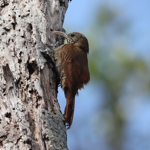 Duida Woodcreeper (Lepidocolaptes duidae), photo 10