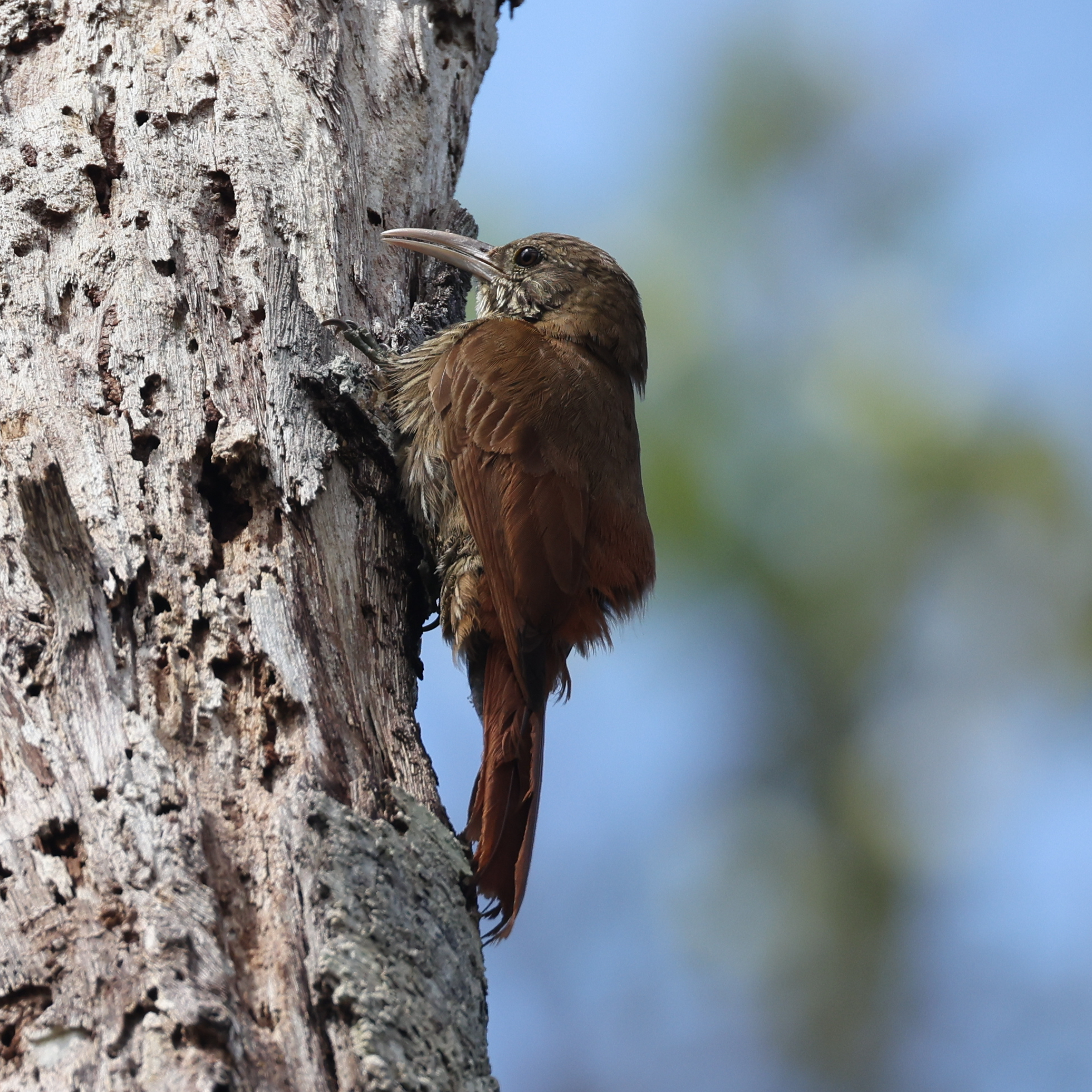 Duida Woodcreeper (Lepidocolaptes duidae), photo 9