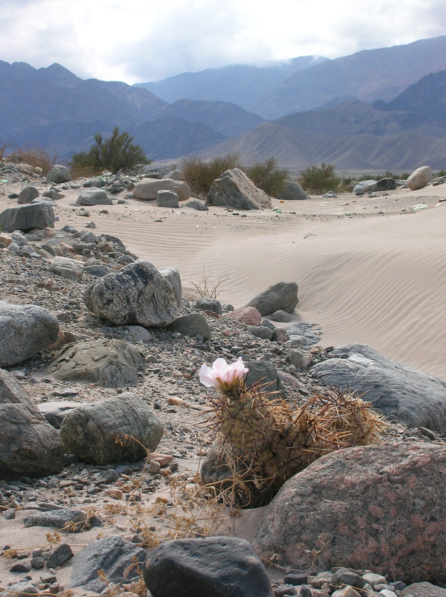Tephrocactus alexanderi