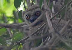 Western Woolly Lemur photo 2