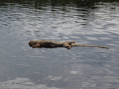 Varanus salvator macromaculatus