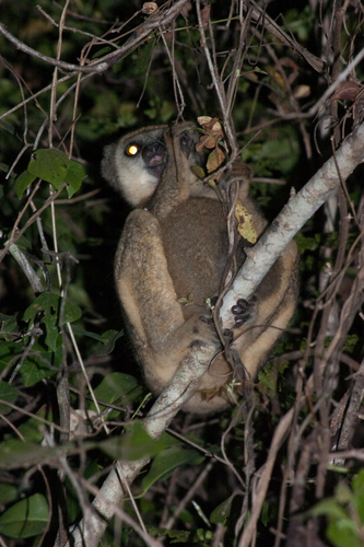 Lorenz Von Liburnau’s Woolly Lemur