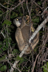 Western Woolly Lemur photo 3