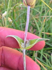 Sideritis scardica, photograph (c) Denys Vynokurov, some rights reserved (CC BY)