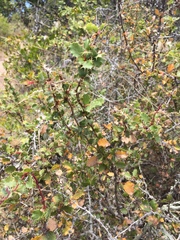 Berberis actinacantha