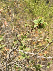 Berberis actinacantha