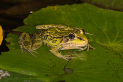 Lithobates taylori