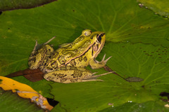 Lithobates taylori