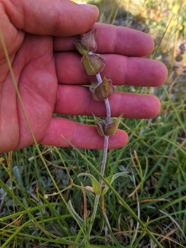 Sideritis scardica, photograph 3