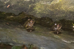 Lithobates taylori