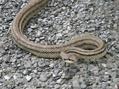 Elaphe quatuorlineata