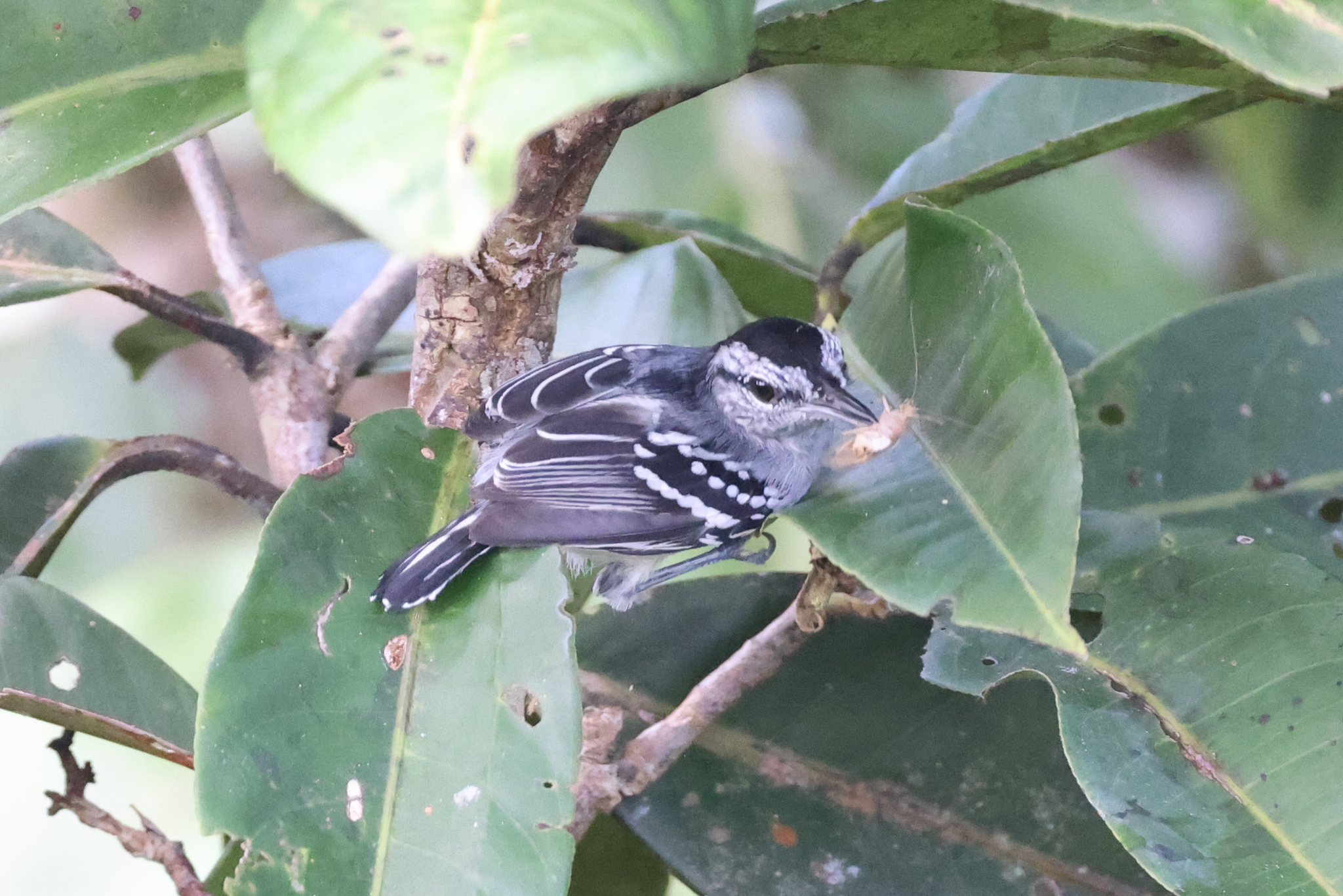 Dugand's Antwren (Herpsilochmus dugandi), photo 1