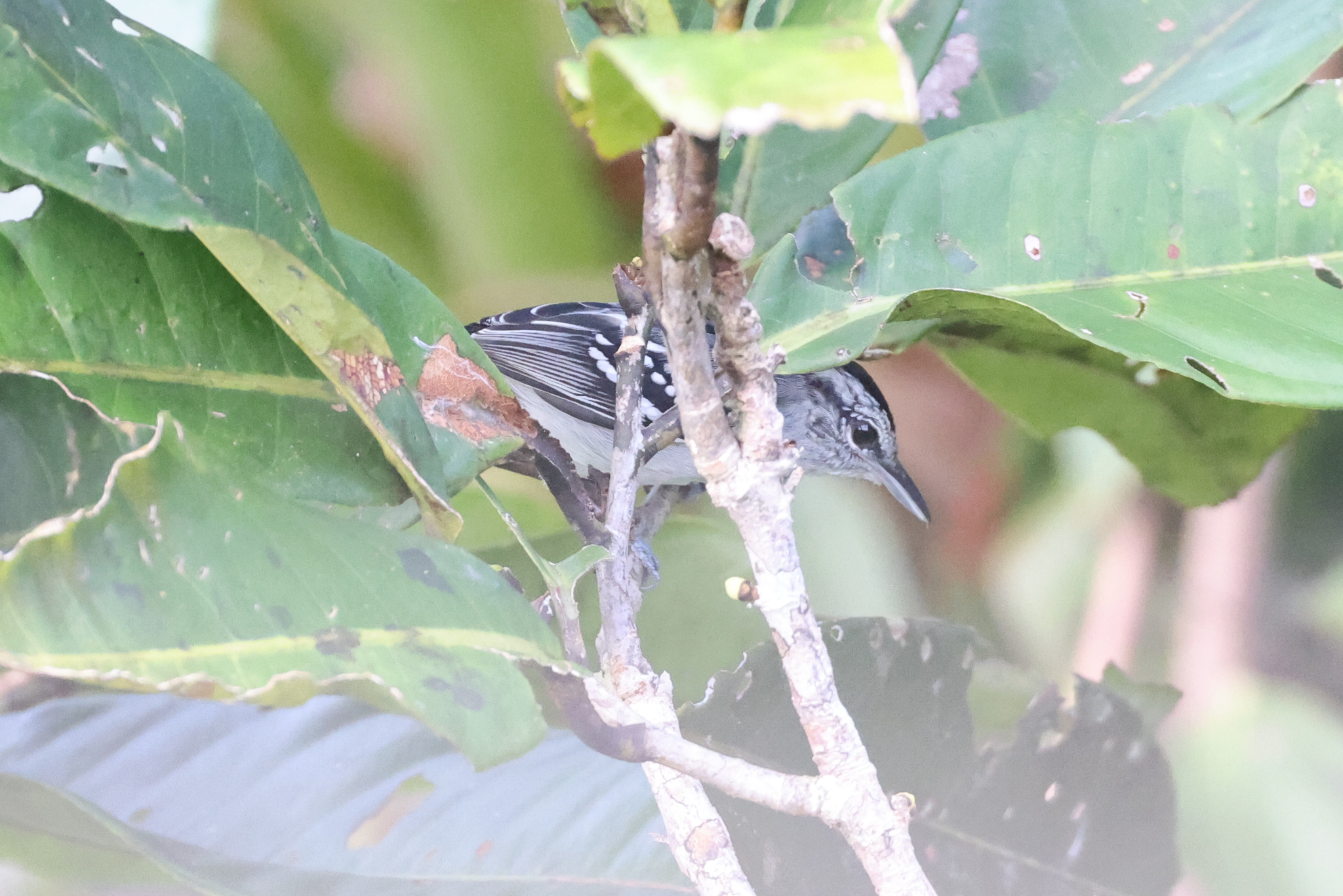 Dugand's Antwren (Herpsilochmus dugandi), photo 2