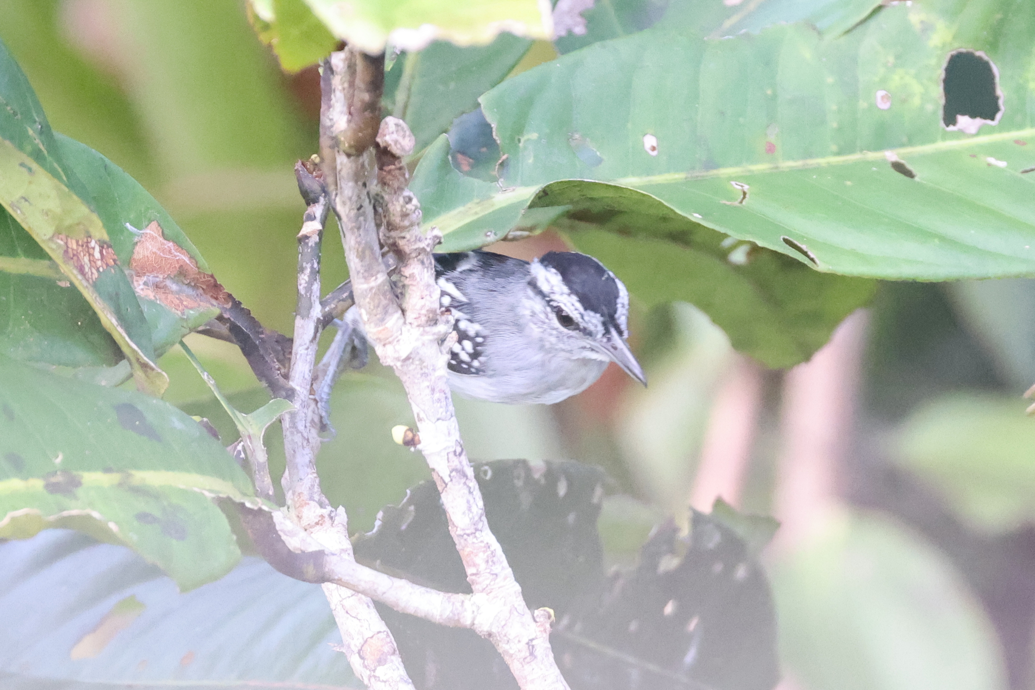 Dugand's Antwren (Herpsilochmus dugandi), photo 3