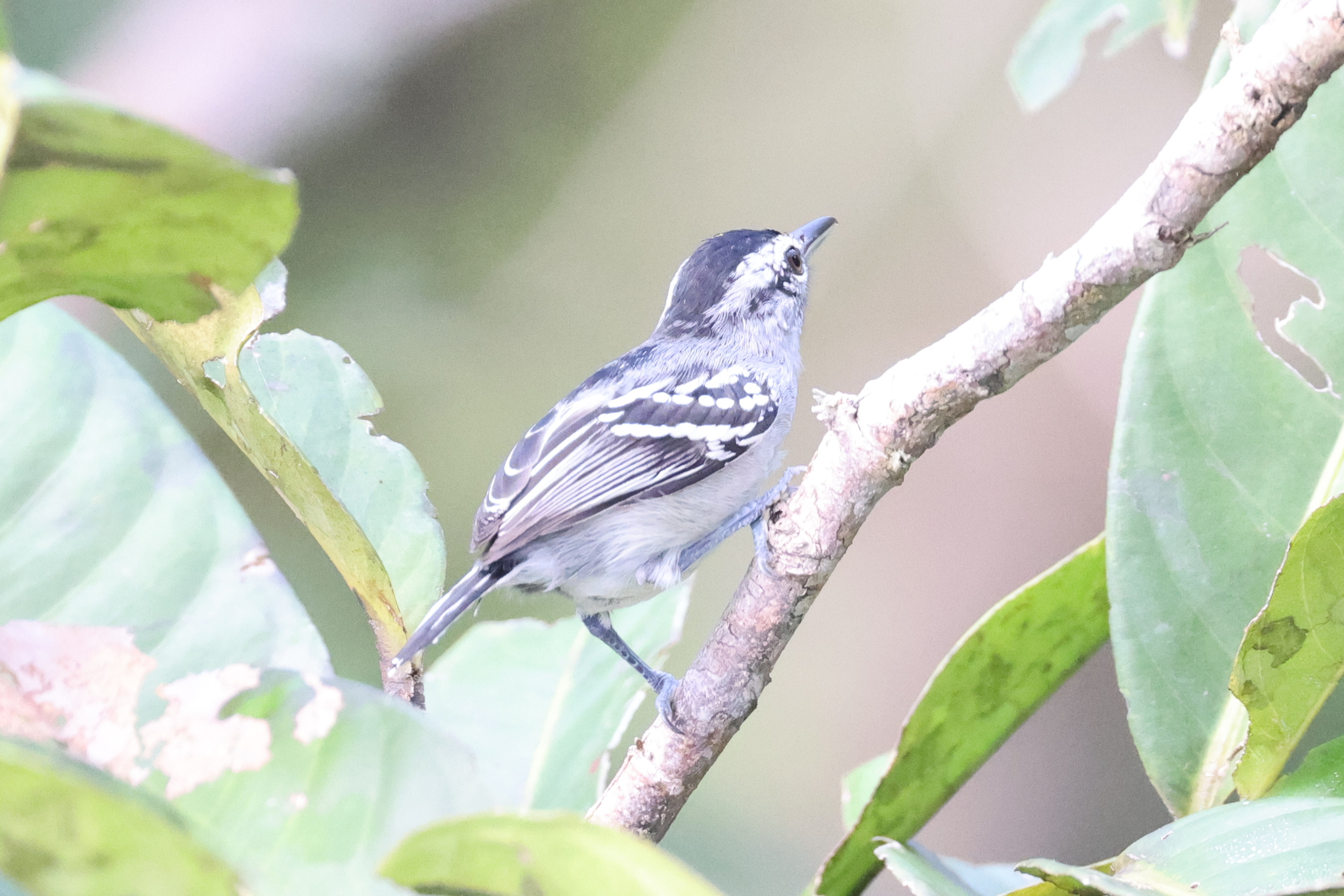 Dugand's Antwren (Herpsilochmus dugandi), photo 4