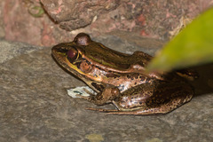 Lithobates taylori