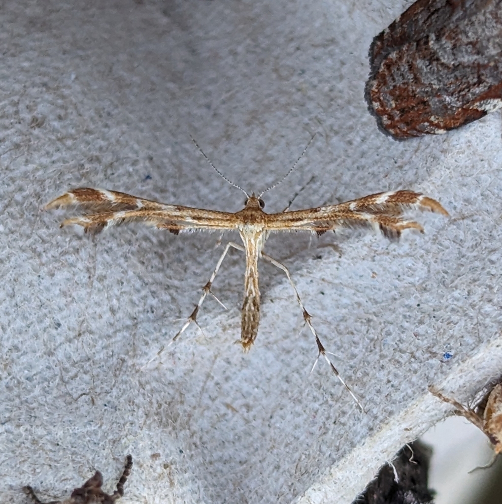 Hawkweed Plume Moth