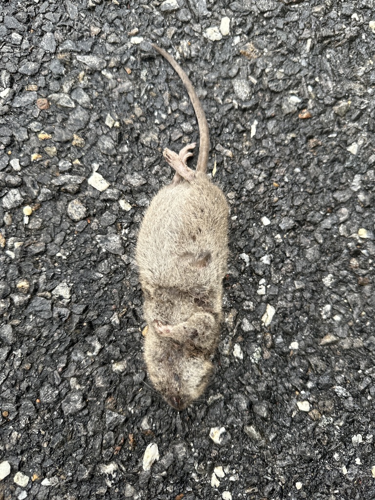 Rodents from Byrd Branch Rd, Burnsville, NC, US on July 13, 2023 at 06: ...