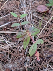 Euphorbia hirta image