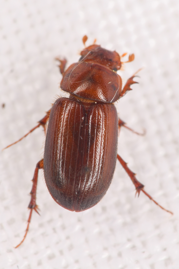 Cinacanthus militaris