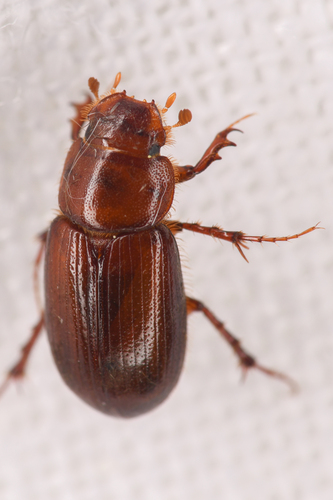 Cinacanthus militaris photo 3