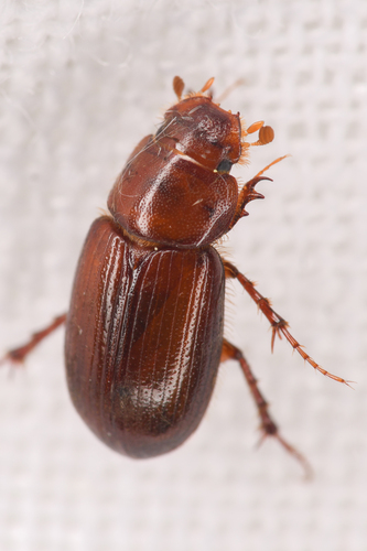 Cinacanthus militaris photo 2