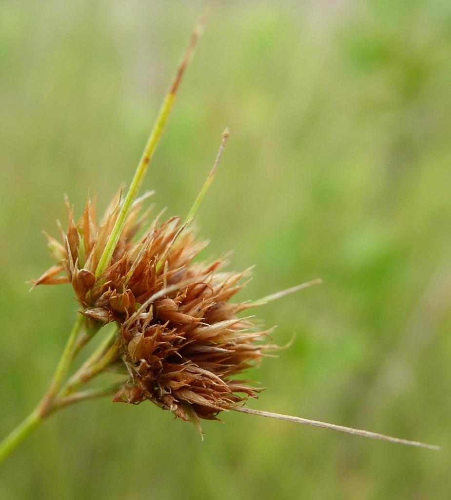 Chapman's beaksedge