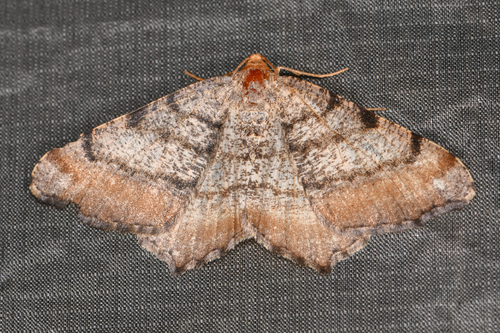 Macaria adonis photo 2