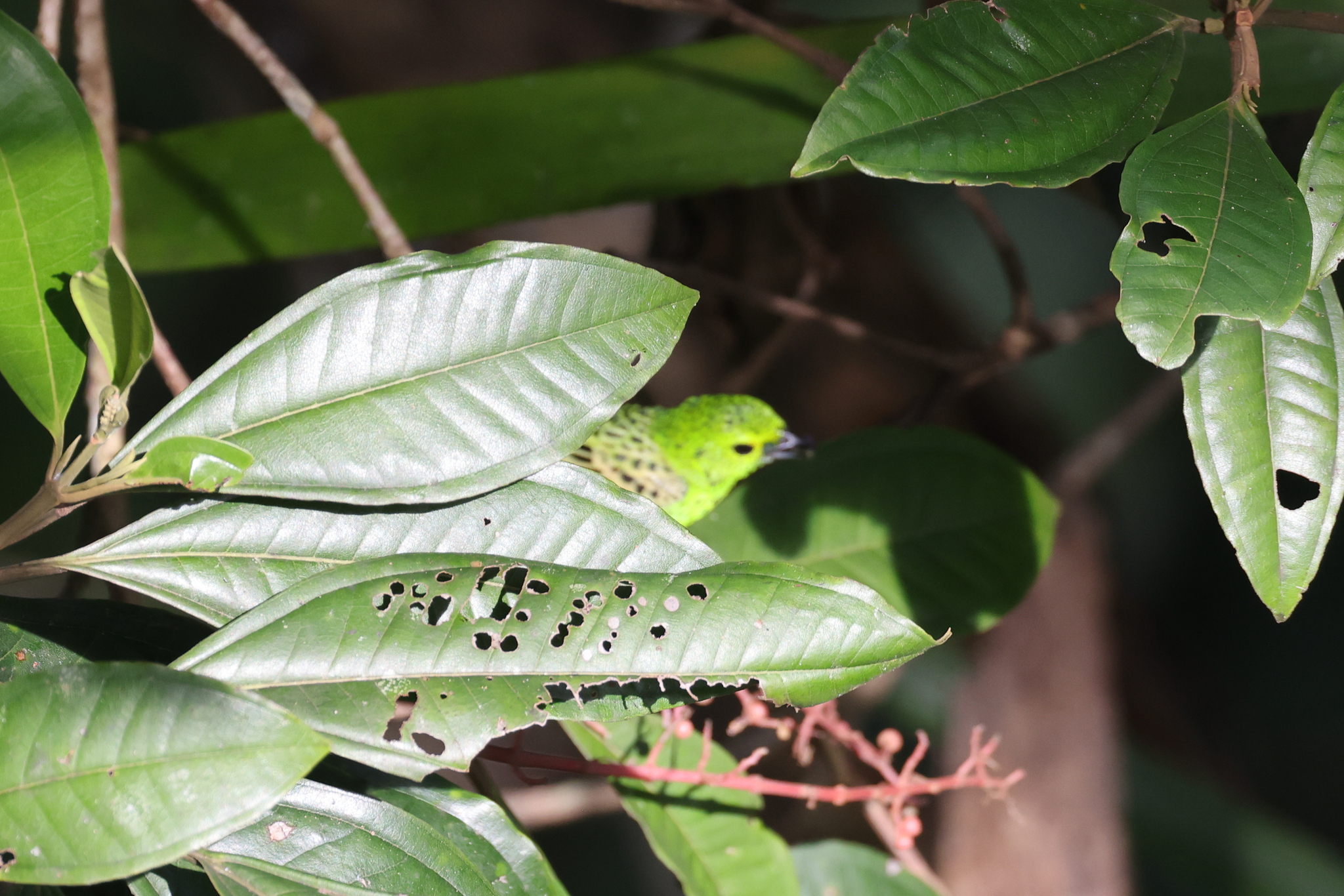 Yellow-bellied Tanager (Ixothraupis xanthogastra), photo 4