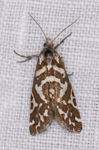 Pelochrista dapsilis