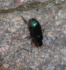 Harpalus rubripes